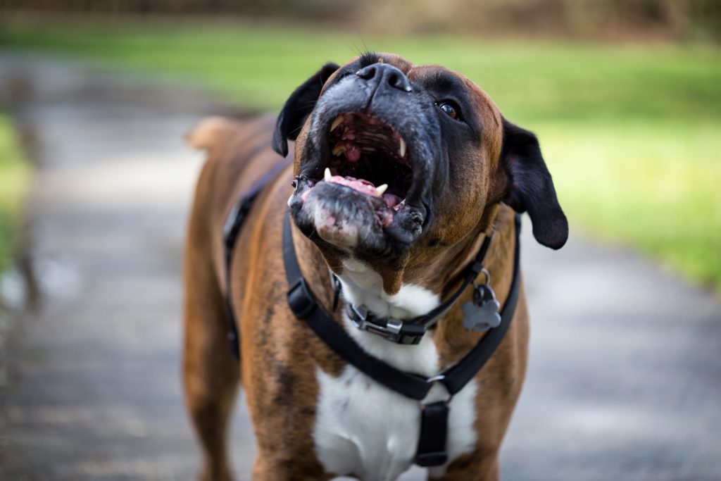 Ataques de Perros: La Importancia de un Abogado Especialista en Lesiones Personales